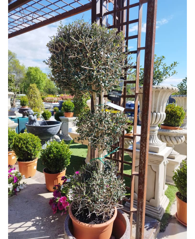 OLIVO EUROPEA 3 BOLAS SYLVESTRIS 113