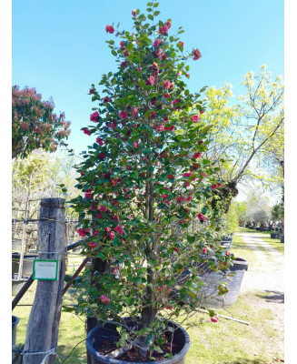CAMELIA EJEMPLAR 005