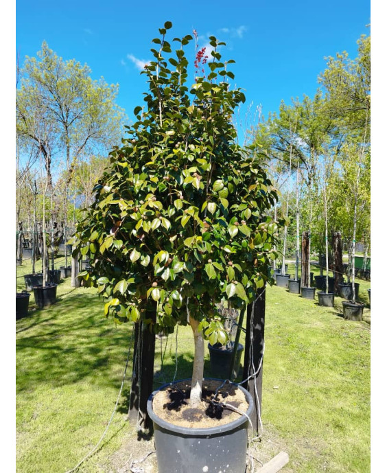 CAMELIA JAPONICA 1/2 TRONCO 004