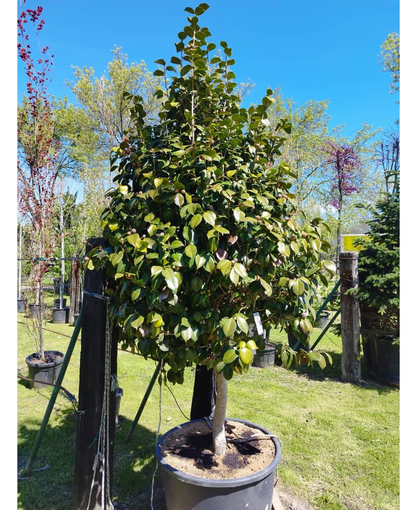 CAMELIA JAPONICA 1/2 TRONCO 004