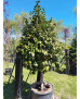 CAMELIA JAPONICA 1/2 TRONCO 004