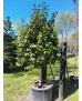 CAMELIA JAPONICA 1/2 TRONCO 004