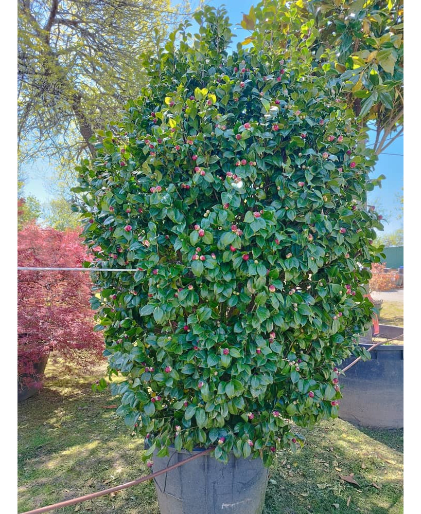 CAMELIA JAPONICA 001