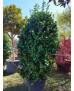 CAMELIA JAPONICA 001