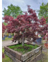 ACER PALMATUM DISS. GARNET EJEMPLAR 012