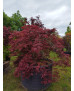 ACER PALMATUM DISS. INABA SHIDARE EJEMPLAR 013