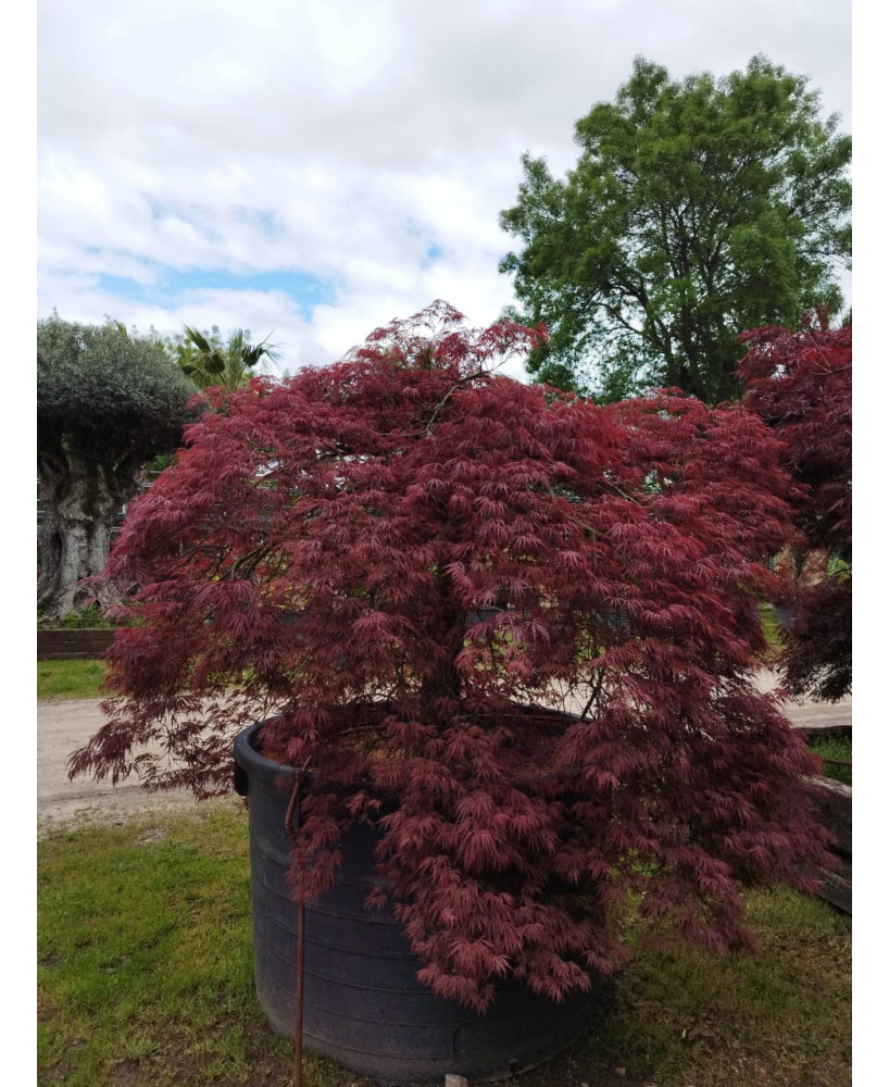 ACER PALMATUM DISS. INABA SHIDARE EJEMPLAR 013