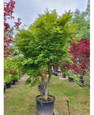 ACER PALMATUM VERDE 015