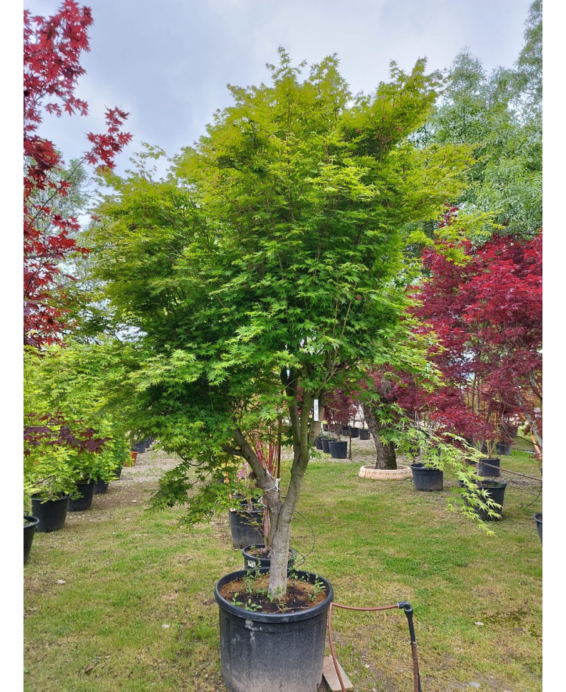 ACER PALMATUM VERDE 015
