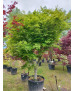 ACER PALMATUM VERDE 015