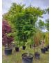 ACER PALMATUM VERDE 015