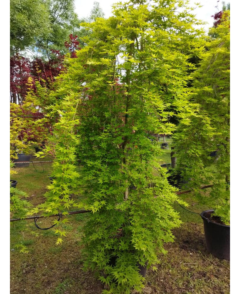 ACER PALMATUM RYUSEN 019