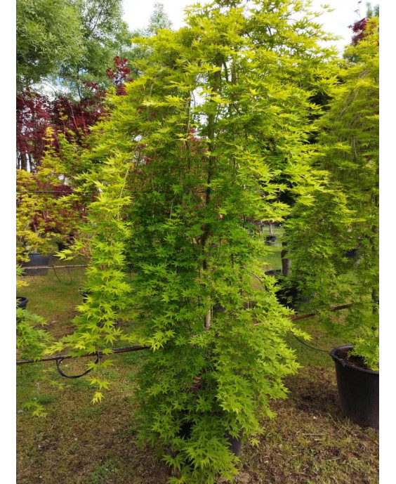 ACER PALMATUM RYUSEN 019