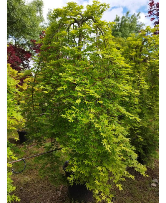 ACER PALMATUM RYUSEN 020