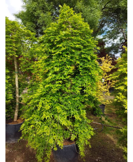 ACER PALMATUM RYUSEN 021