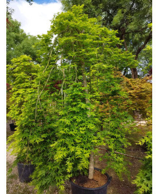 ACER PALMATUM RYUSEN 022