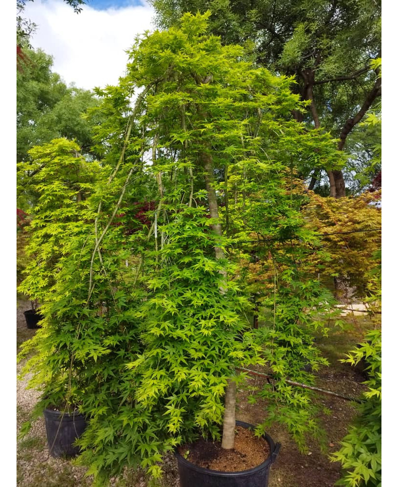 ACER PALMATUM RYUSEN 022