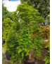 ACER PALMATUM RYUSEN 022