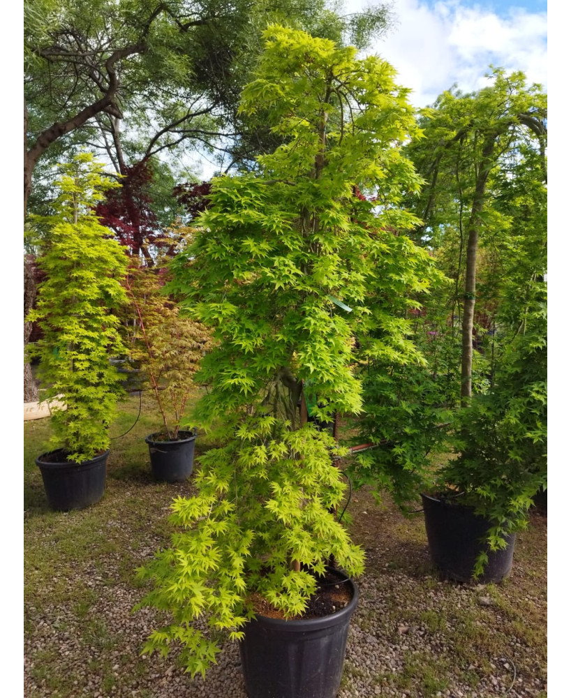 ACER PALMATUM RYUSEN 023