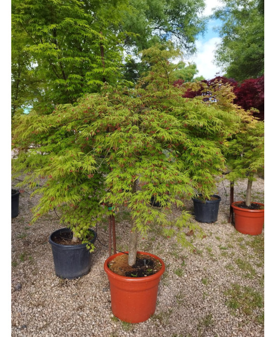 ACER PALMATUM DISS. VIRIDIS 024
