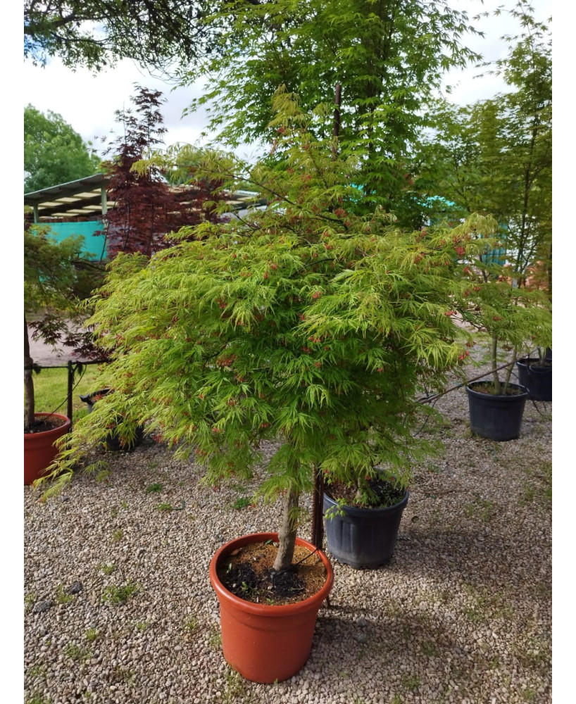 ACER PALMATUM DISS. VIRIDIS 024