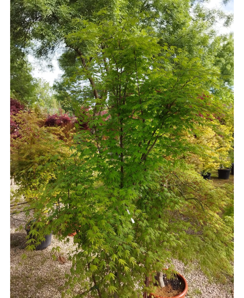 ACER PALMATUM VERDE 025