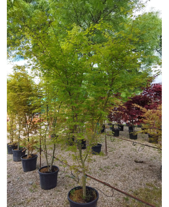 ACER PALMATUM VERDE 026