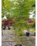 ACER PALMATUM VERDE 026