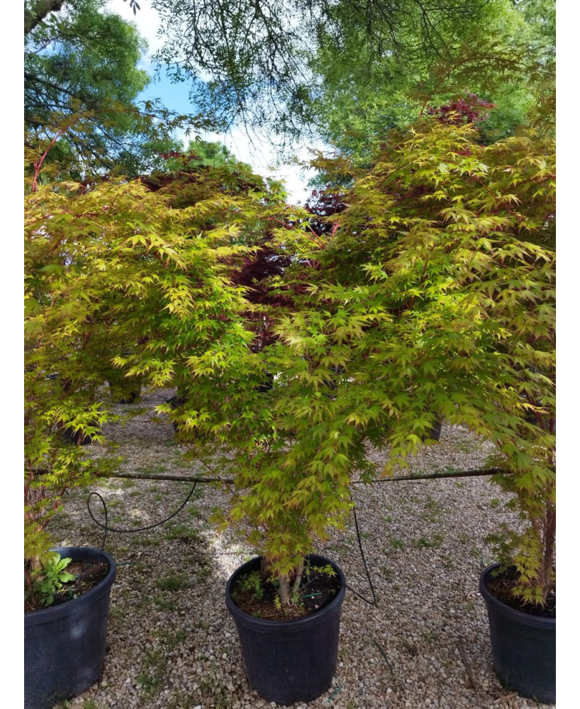 ACER PALMATUM SANGOKAKU 034