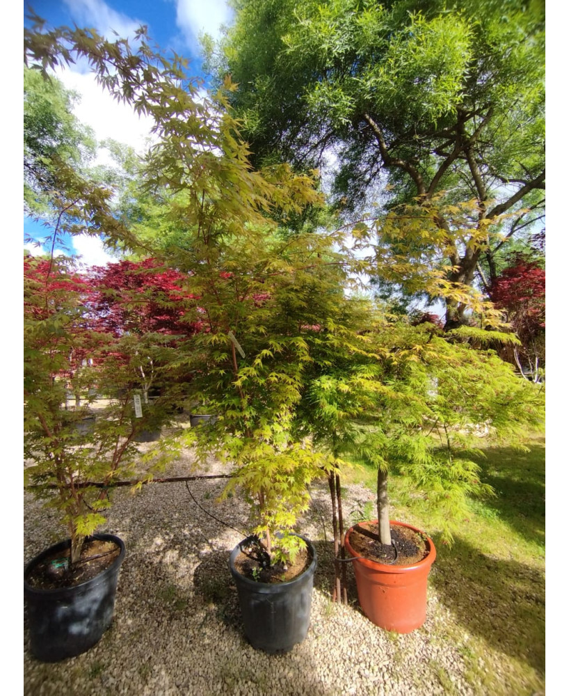ACER PALMATUM SANGOKAKU 038