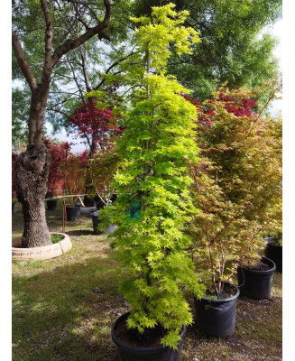 ACER PALMATUM RYUSEN 040
