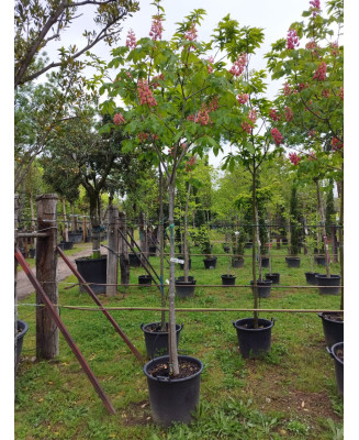 AESCULUS CARNEA BRIOTII 001