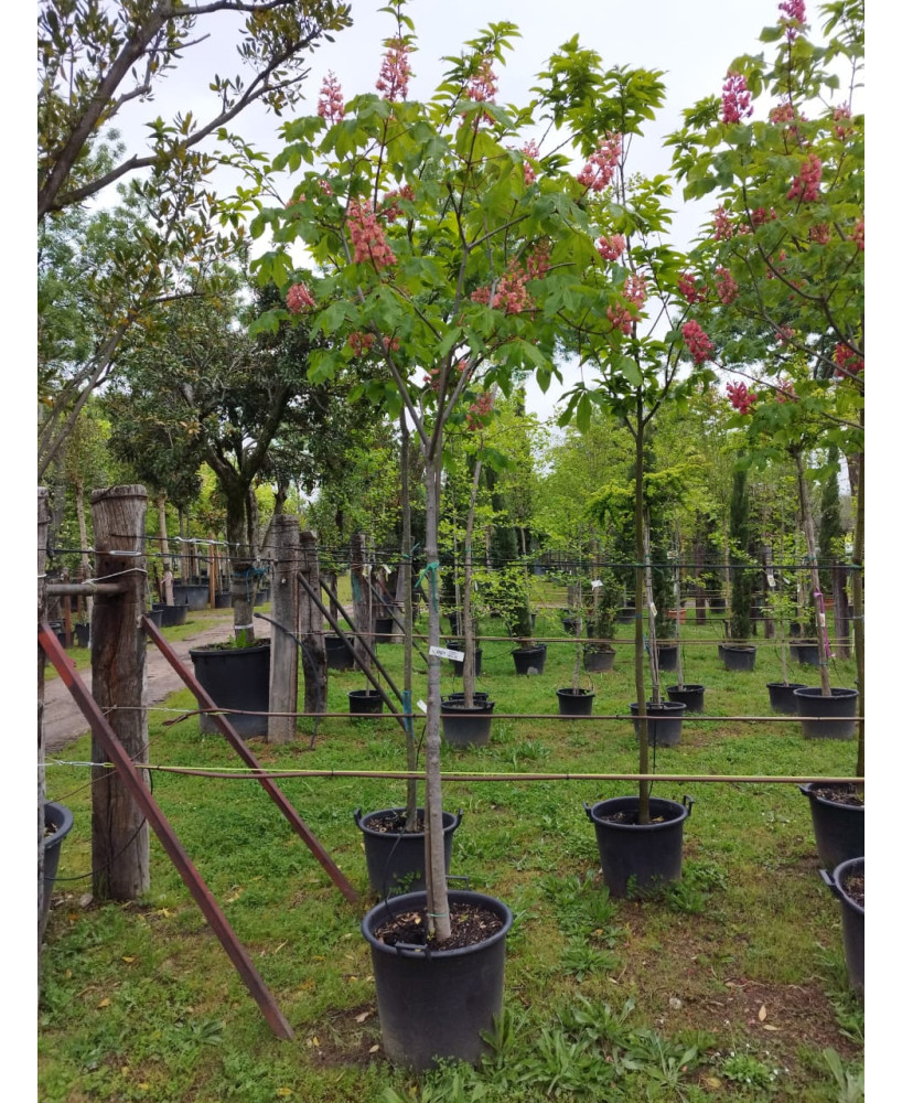 AESCULUS CARNEA BRIOTII 001