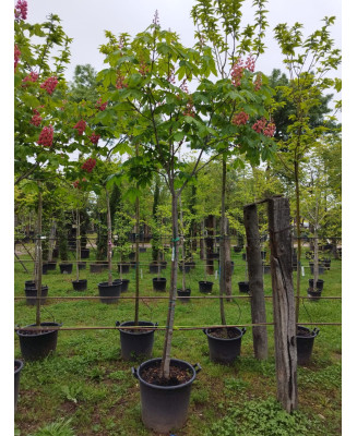 AESCULUS CARNEA BRIOTII 004