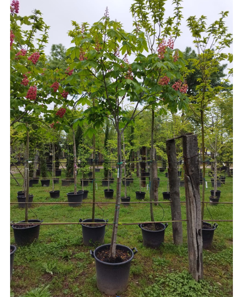 AESCULUS CARNEA BRIOTII 004