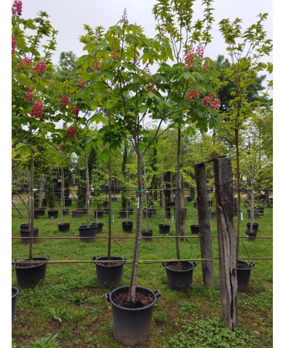 AESCULUS CARNEA BRIOTII 004