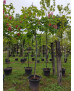 AESCULUS CARNEA BRIOTII 004