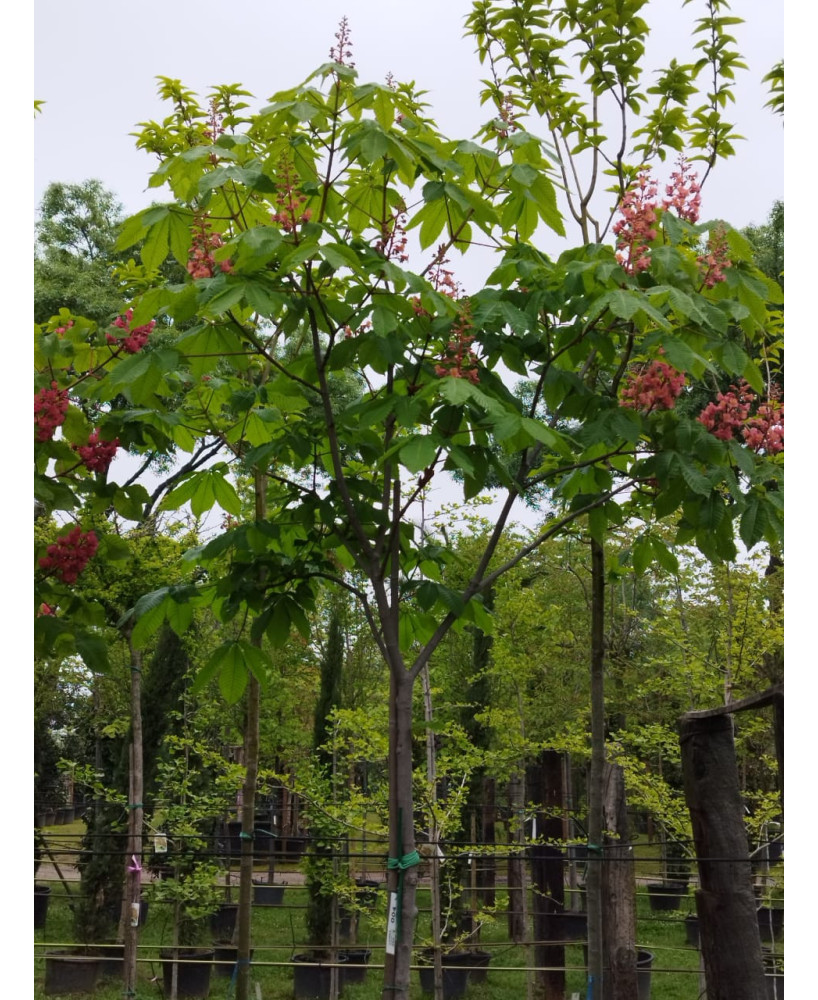 AESCULUS CARNEA BRIOTII 004