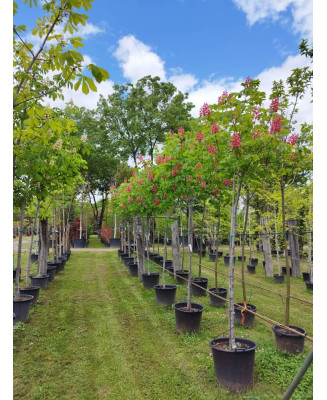 AESCULUS CARNEA BRIOTII 004