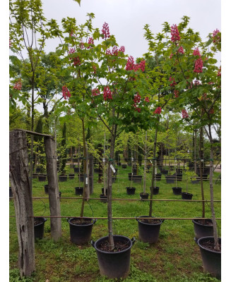 AESCULUS CARNEA BRIOTII 005