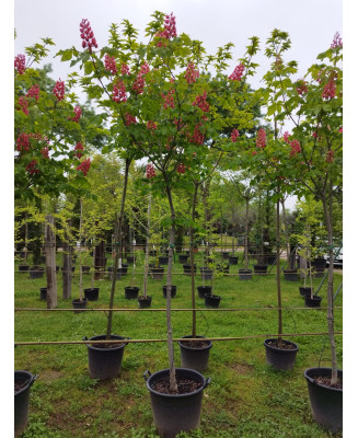 AESCULUS CARNEA BRIOTII 006