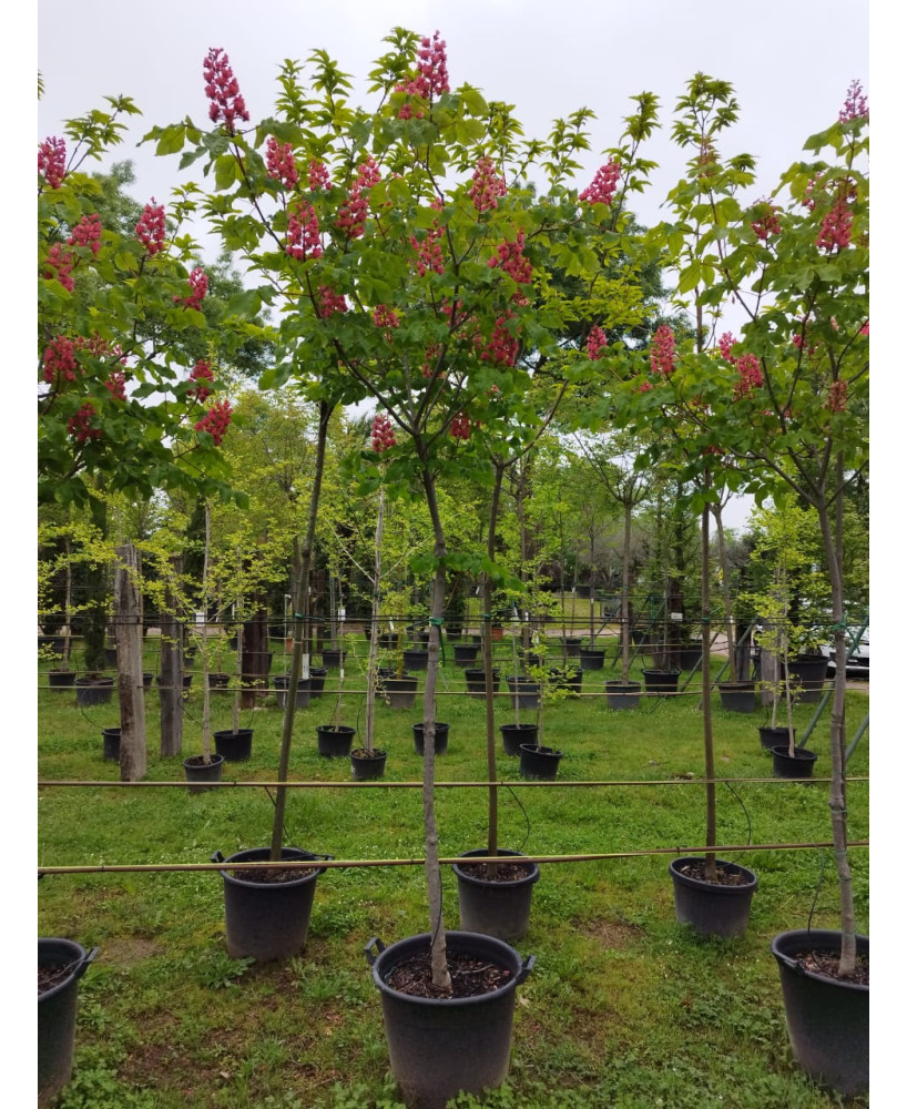 AESCULUS CARNEA BRIOTII 006