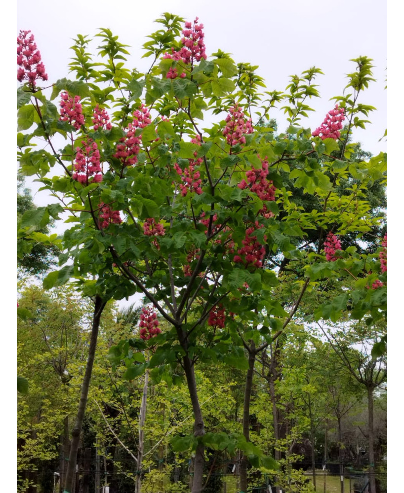 AESCULUS CARNEA BRIOTII 006
