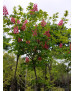 AESCULUS CARNEA BRIOTII 006