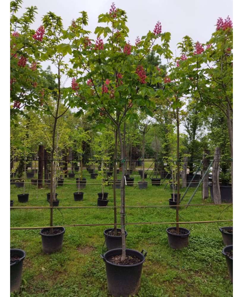 AESCULUS CARNEA BRIOTII 007