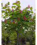 AESCULUS CARNEA BRIOTII 007