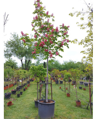 AESCULUS CARNEA BRIOTII 008