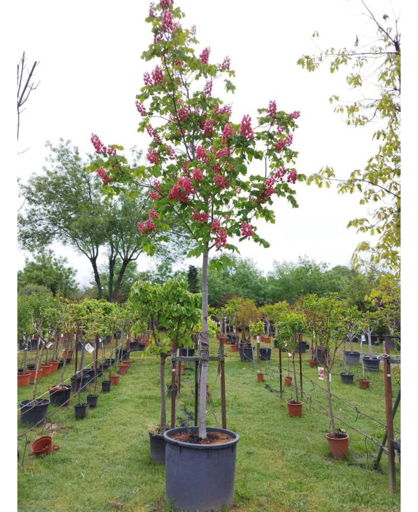 AESCULUS CARNEA BRIOTII 008