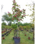 AESCULUS CARNEA BRIOTII 008
