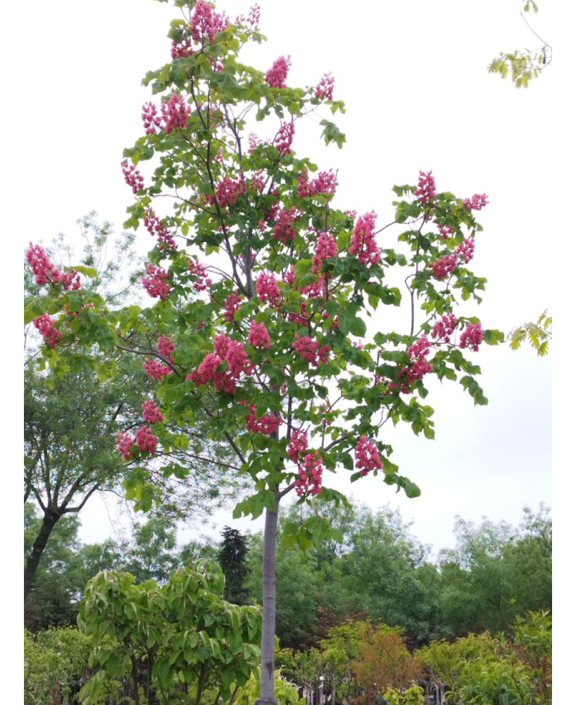 AESCULUS CARNEA BRIOTII 008
